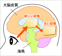 海馬とは？