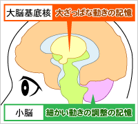 手続き記憶が貯められる場所