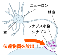 ニューロンの構造