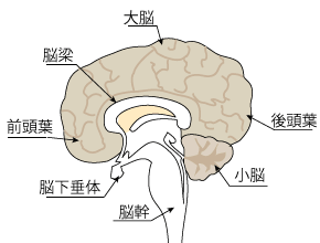 脳の構造