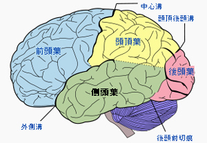 前頭葉・側頭葉