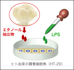 実験の様子