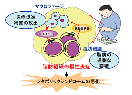 脂肪組織炎症とメタボリックシンドローム