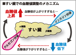 すい臓の働き